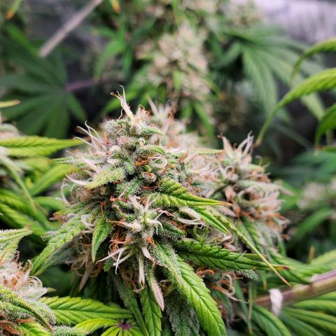 Speakeasy Sidecar Auto Front Pot X growlog photo: Spots on one leaf - front plant