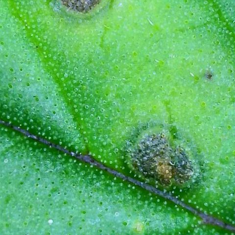 Speakeasy Sidecar Auto Front Pot X growlog photo: Spots on one leaf - front plant