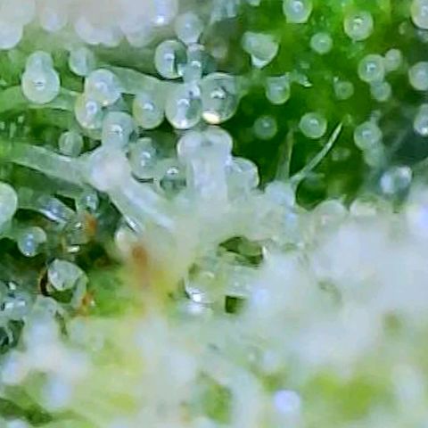 Speakeasy Sidecar Auto Front Pot X growlog photo: Spots on one leaf - front plant