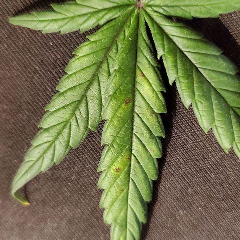 Speakeasy Sidecar Auto Front Pot X growlog photo: Spots on one leaf - front plant