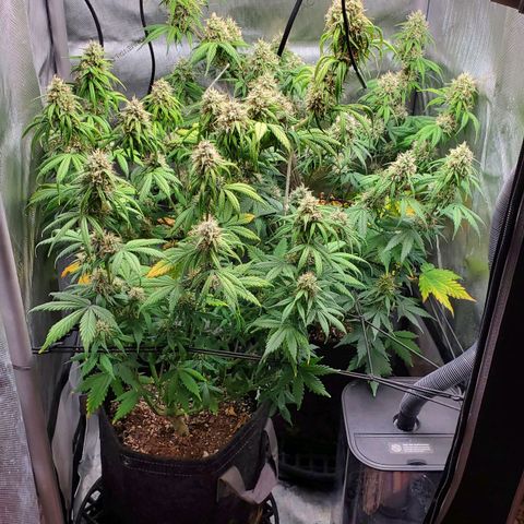 Speakeasy Sidecar Auto Front Pot X growlog photo: Spots on one leaf - front plant