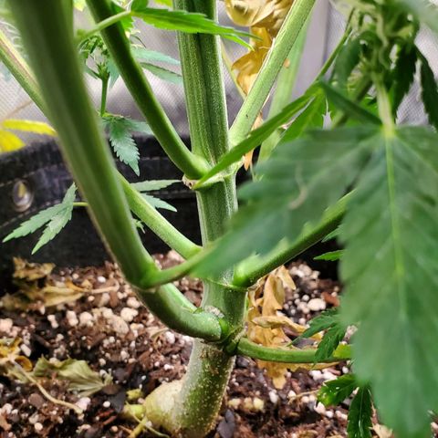 Speakeasy Sidecar Auto Front Pot X growlog timeline photo
