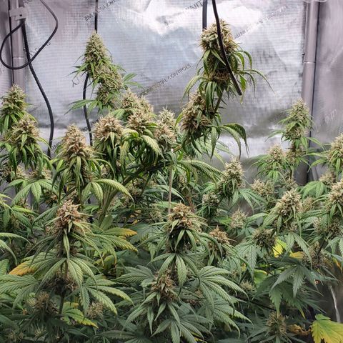 Speakeasy Sidecar Auto Front Pot X growlog timeline photo