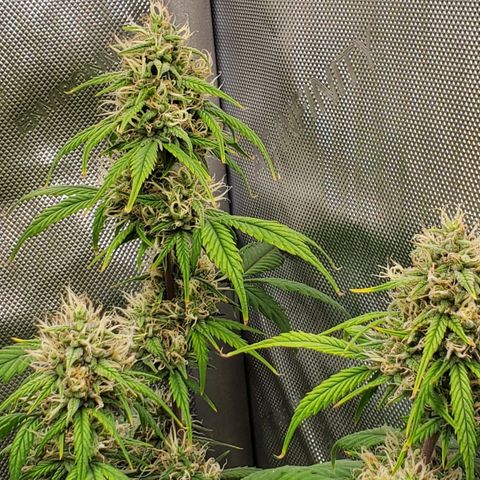 Speakeasy Sidecar Auto Front Pot X growlog timeline photo