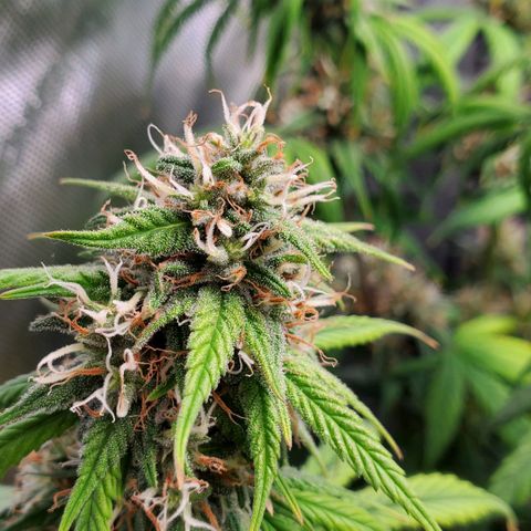 Speakeasy Sidecar Auto Front Pot X growlog timeline photo
