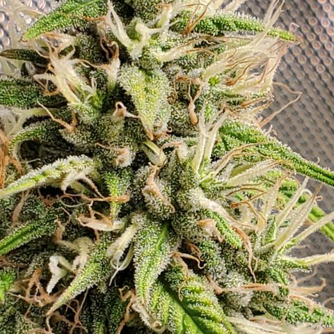 Speakeasy Sidecar Auto Front Pot X growlog timeline photo