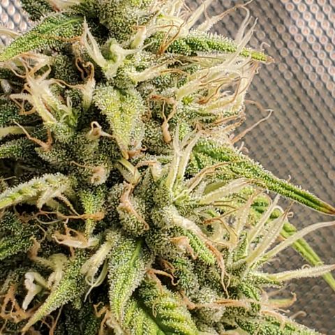 Speakeasy Sidecar Auto Front Pot X growlog timeline photo