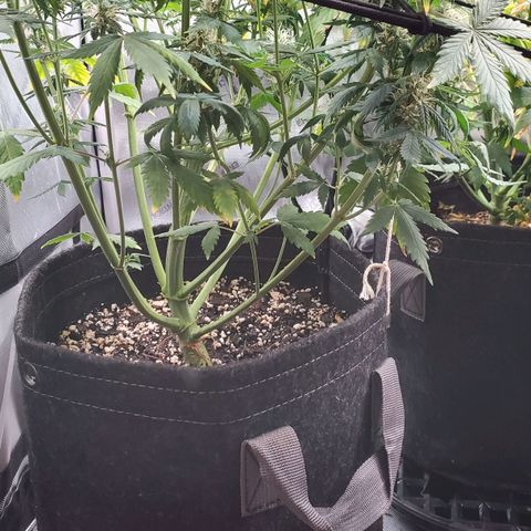 Speakeasy Sidecar Auto Front Pot X growlog timeline photo
