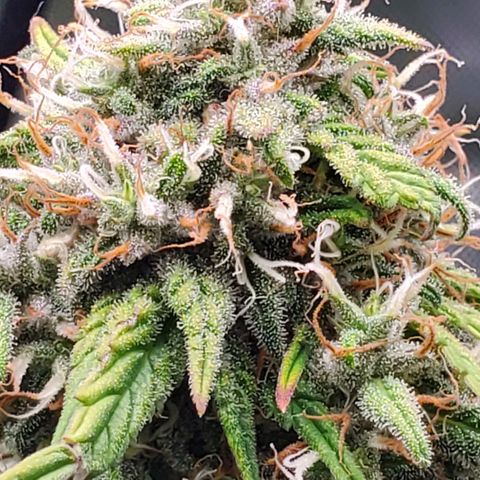 Speakeasy Sidecar Auto Front Pot X growlog timeline photo
