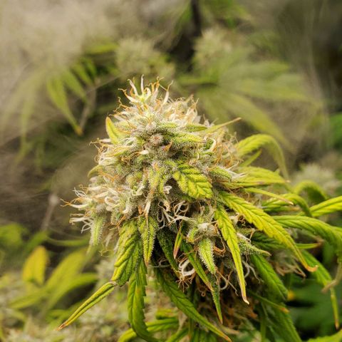 Speakeasy Sidecar Auto Front Pot X growlog timeline photo