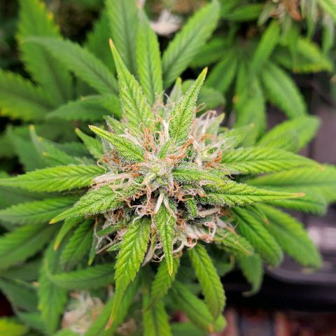 Speakeasy Sidecar Auto Front Pot X growlog timeline photo