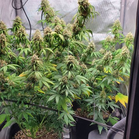 Speakeasy Sidecar Auto Front Pot X growlog timeline photo