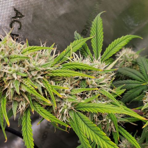 Speakeasy Sidecar Auto Front Pot X growlog timeline photo