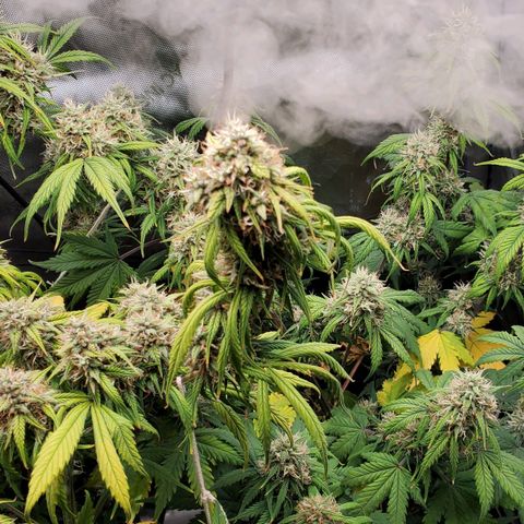 Speakeasy Sidecar Auto Front Pot X growlog timeline photo