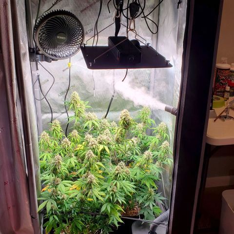 Speakeasy Sidecar Auto Front Pot X growlog timeline photo