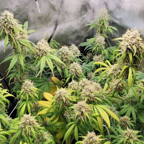 Speakeasy Sidecar Auto Front Pot X growlog timeline photo