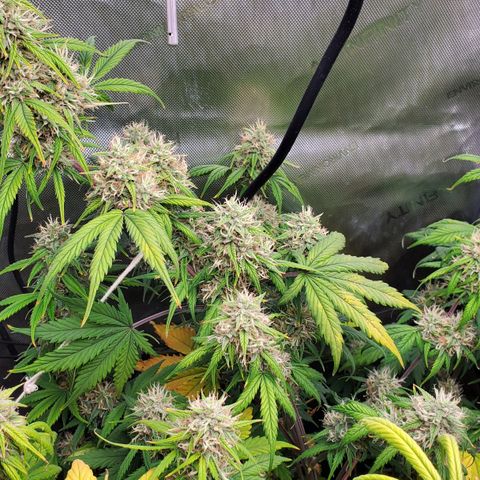 Speakeasy Sidecar Auto Front Pot X growlog timeline photo