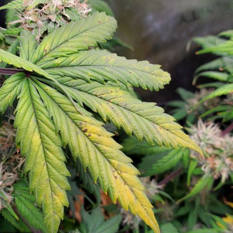Speakeasy Sidecar Auto Front Pot X growlog timeline photo