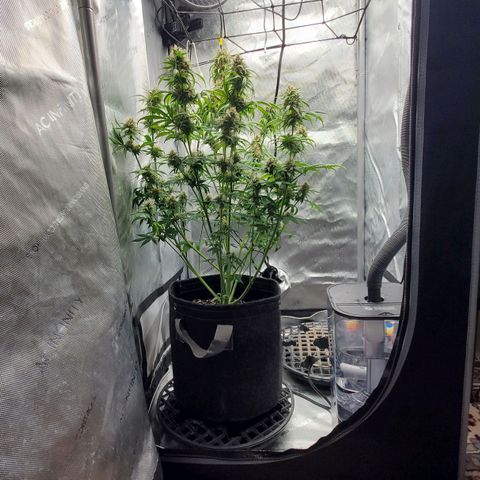 Speakeasy Sidecar Auto Front Pot X growlog timeline photo