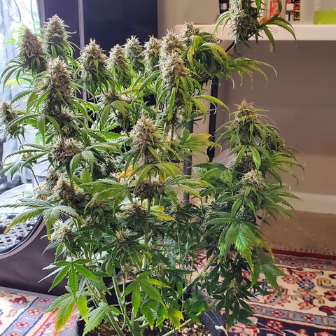 Speakeasy Sidecar Auto Front Pot X growlog timeline photo