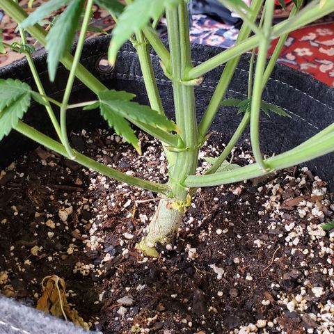 Speakeasy Sidecar Auto Front Pot X growlog timeline photo