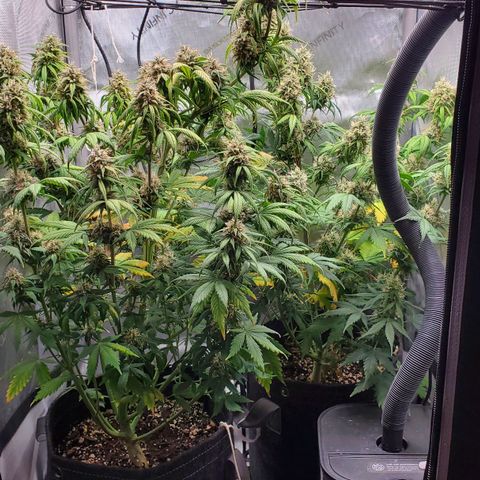 Speakeasy Sidecar Auto Front Pot X growlog timeline photo