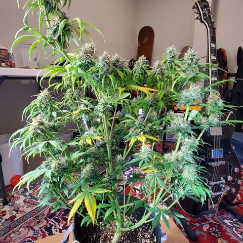 Speakeasy Sidecar Auto Front Pot X growlog timeline photo