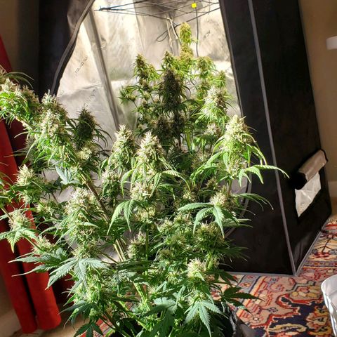 Speakeasy Sidecar Auto Front Pot X growlog timeline photo