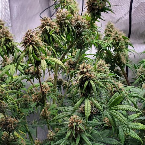 Speakeasy Sidecar Auto Front Pot X growlog timeline photo