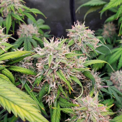 Speakeasy Sidecar Auto Front Pot X growlog timeline photo