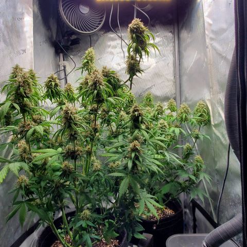 Speakeasy Sidecar Auto Front Pot X growlog timeline photo