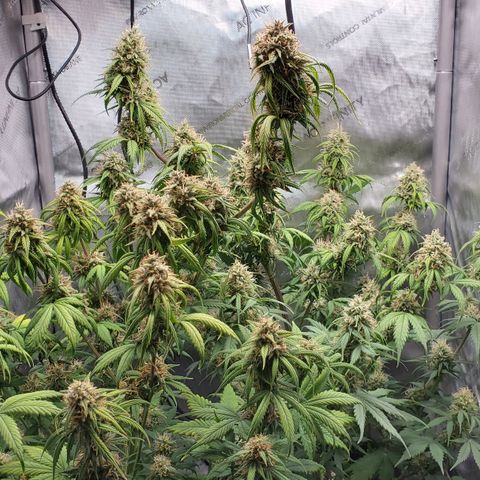 Speakeasy Sidecar Auto Front Pot X growlog timeline photo