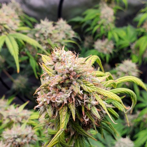 Speakeasy Sidecar Auto Front Pot X growlog timeline photo