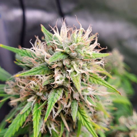 Speakeasy Sidecar Auto Front Pot X growlog timeline photo