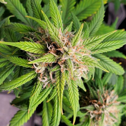 Speakeasy Sidecar Auto Front Pot X growlog timeline photo