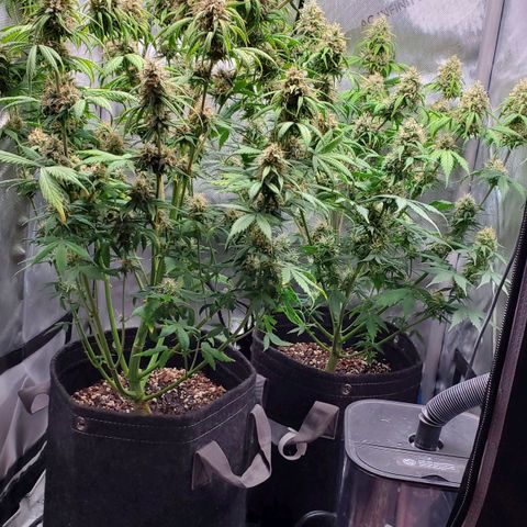 Speakeasy Sidecar Auto Front Pot X growlog timeline photo