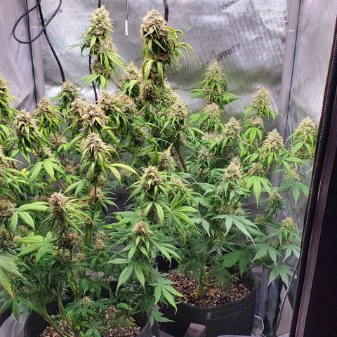 Speakeasy Sidecar Auto Front Pot X growlog timeline photo