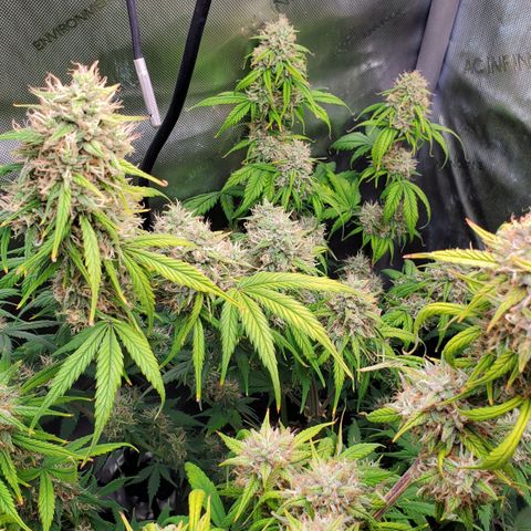 Speakeasy Sidecar Auto Front Pot X growlog timeline photo