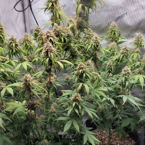 Speakeasy Sidecar Auto Front Pot X growlog timeline photo