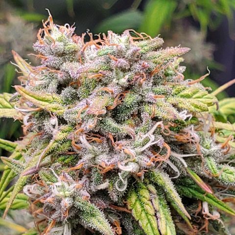 Speakeasy Sidecar Auto Front Pot X growlog timeline photo