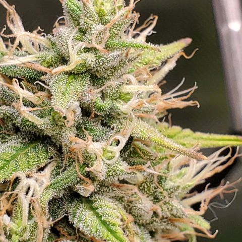 Speakeasy Sidecar Auto Front Pot X growlog timeline photo