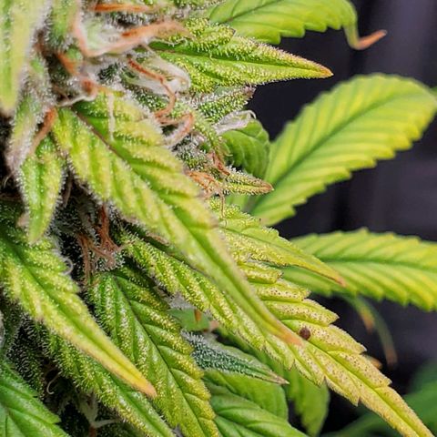 Speakeasy Sidecar Auto Front Pot X growlog timeline photo