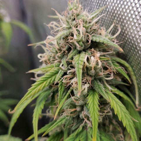Speakeasy Sidecar Auto Front Pot X growlog timeline photo