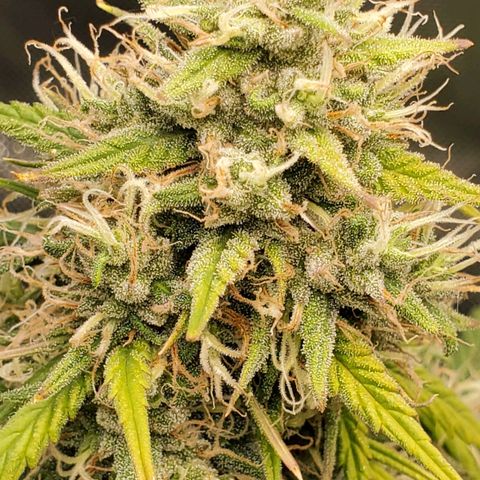 Speakeasy Sidecar Auto Front Pot X growlog timeline photo