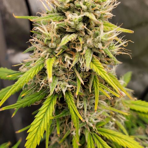 Speakeasy Sidecar Auto Front Pot X growlog timeline photo