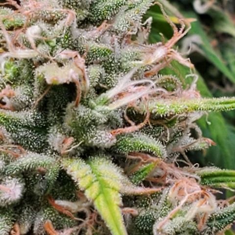 Speakeasy Sidecar Auto Front Pot X growlog timeline photo