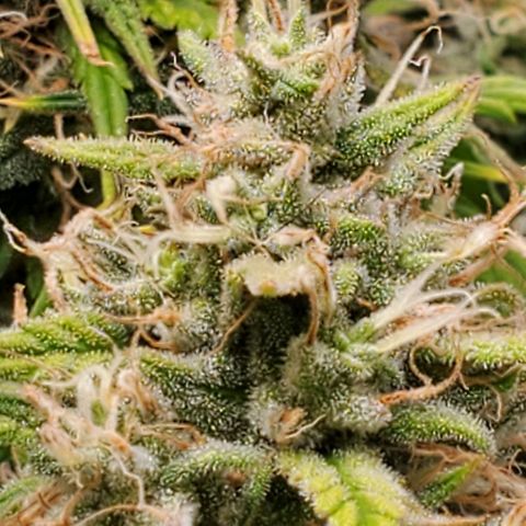 Speakeasy Sidecar Auto Front Pot X growlog timeline photo