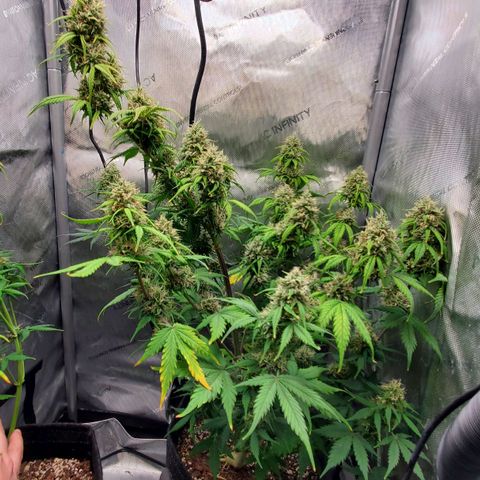 Speakeasy Sidecar Auto Front Pot X growlog timeline photo
