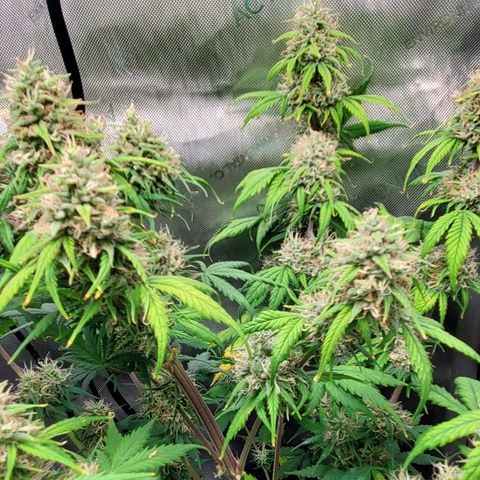 Speakeasy Sidecar Auto Front Pot X growlog timeline photo