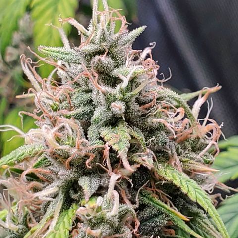 Speakeasy Sidecar Auto Front Pot X growlog timeline photo